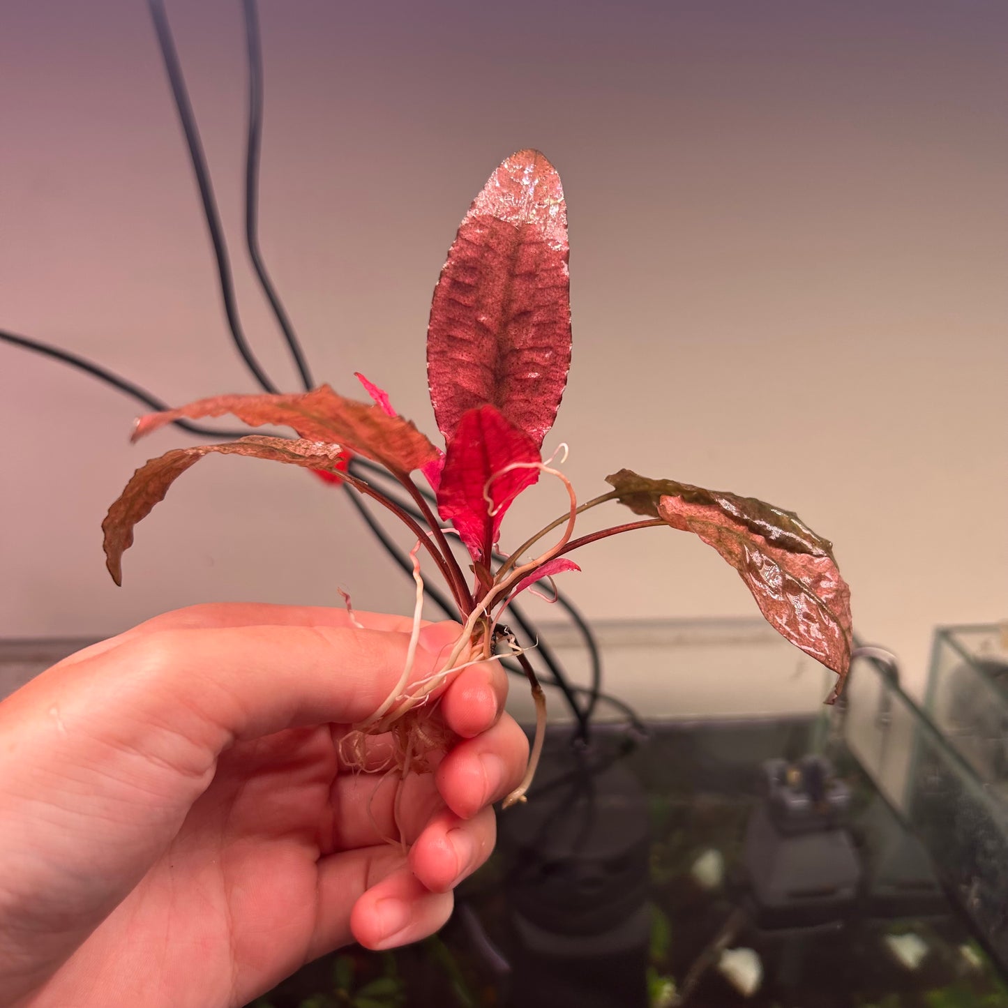 5x Large Crypt Pink Flamingo *Special*