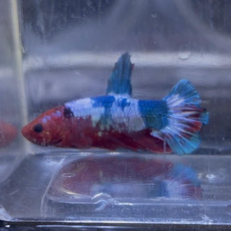 Red Hellboy Male Betta 3.5cm (A)