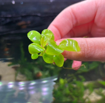 Anubias Nana Gold - Bare Rhizome