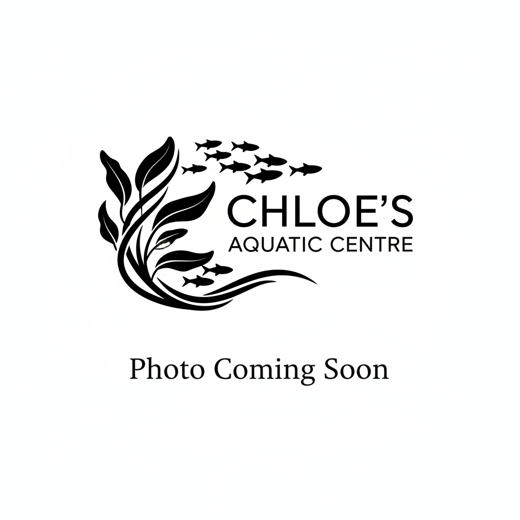 Black/Orange Oranda Goldfish 8cm