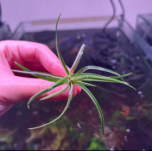 Variegated Eriocaulon Vietnam RARE