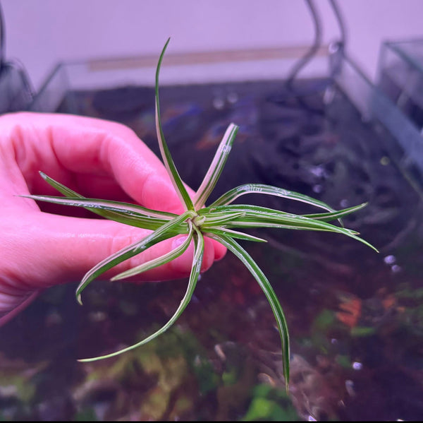 Variegated Eriocaulon Vietnam RARE ★