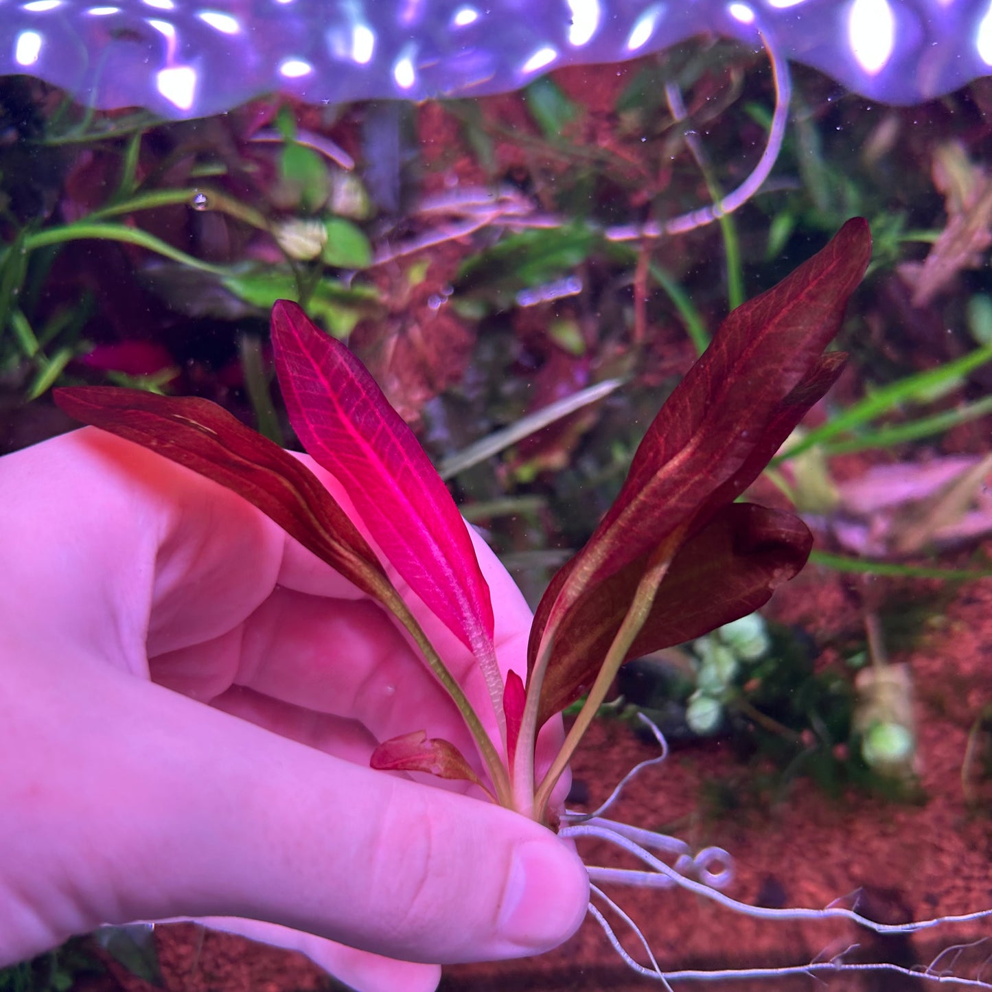 Echinodorus Red Chameleon Small ★