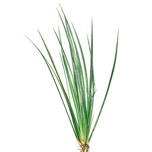 Variegated Rush Acorus gramineus var. variegatus (Terrarium Only