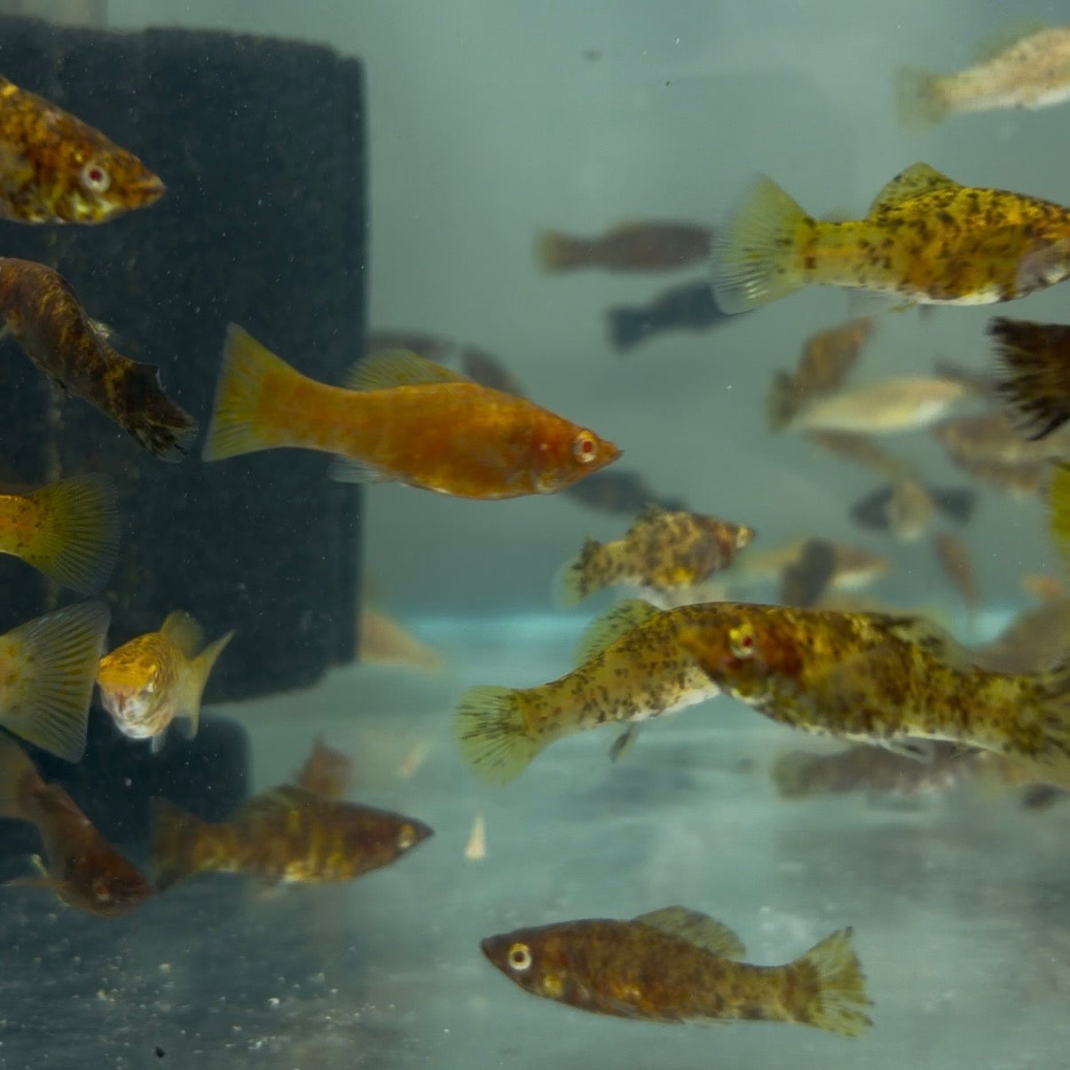 Golden Flower Molly 3.5cm (Group of 5)