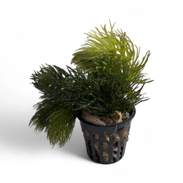 Foxtail / Hornwort Ceratophyllum demersum