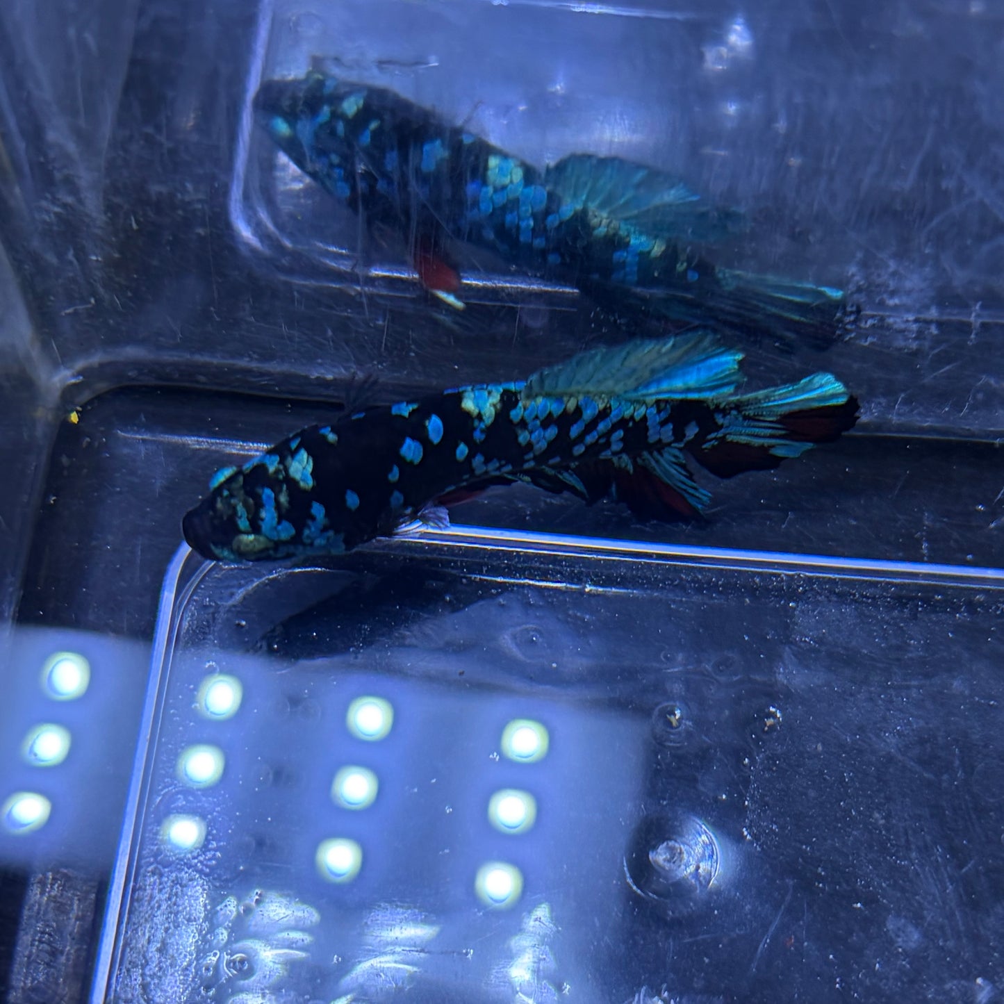 Blue Avatar Male Betta 3.5cm (D)