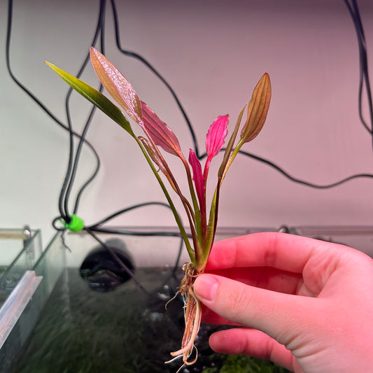 Echinodorus Pink Miracle - RARE