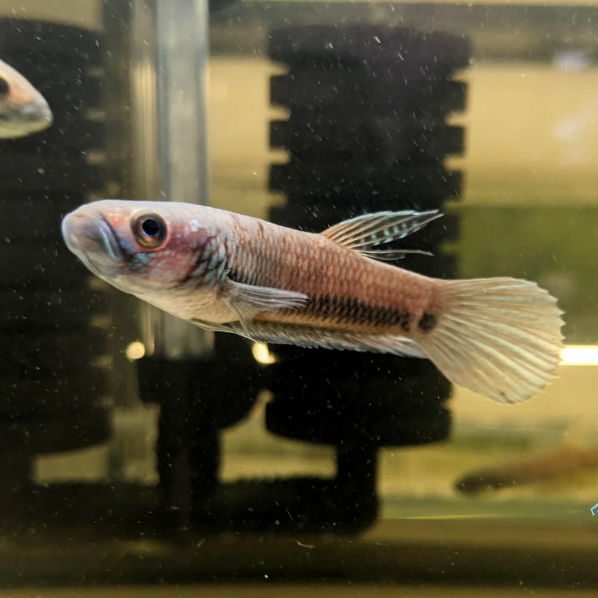 Betta Antuta Wild Pair 7-10cm
