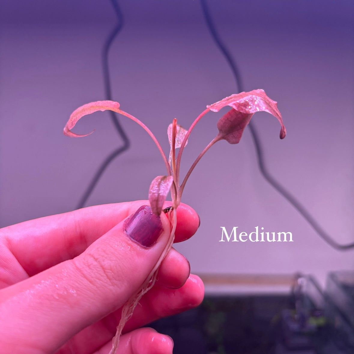 Crypt Wendtii Pink Flamingo ★