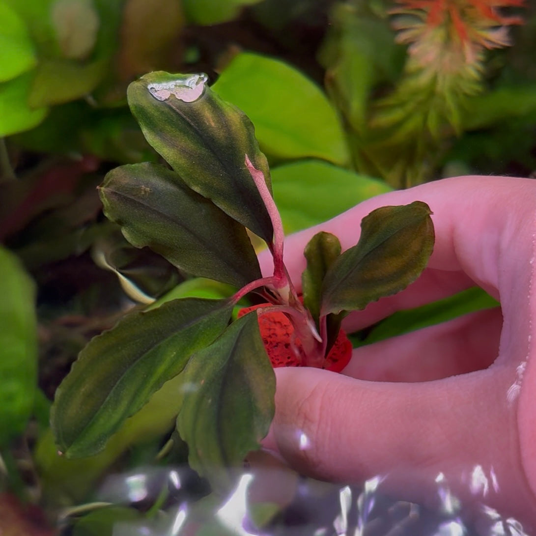 Assorted Bucephalandra ★