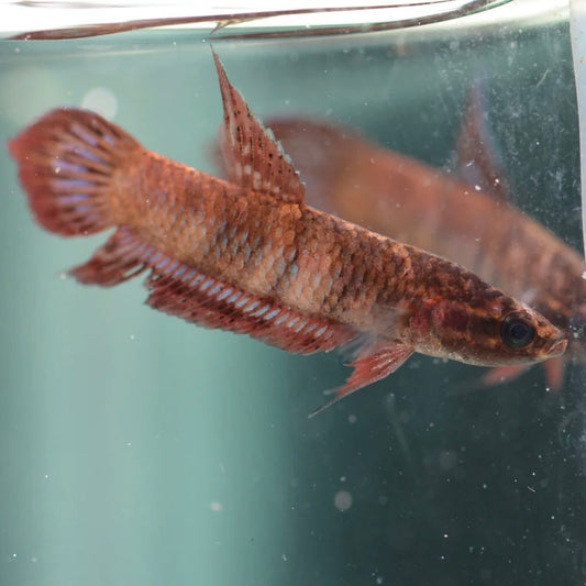 Betta Coccina Unsexed Wild 3cm