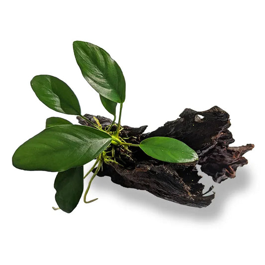 Anubias Lucy - Mini Driftwood