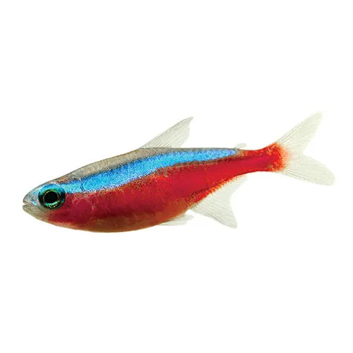 Cardinal Tetra 2.5cm (Group of 10)