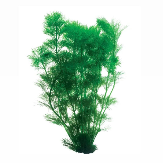 Ambulia Limnophila sessiliflora