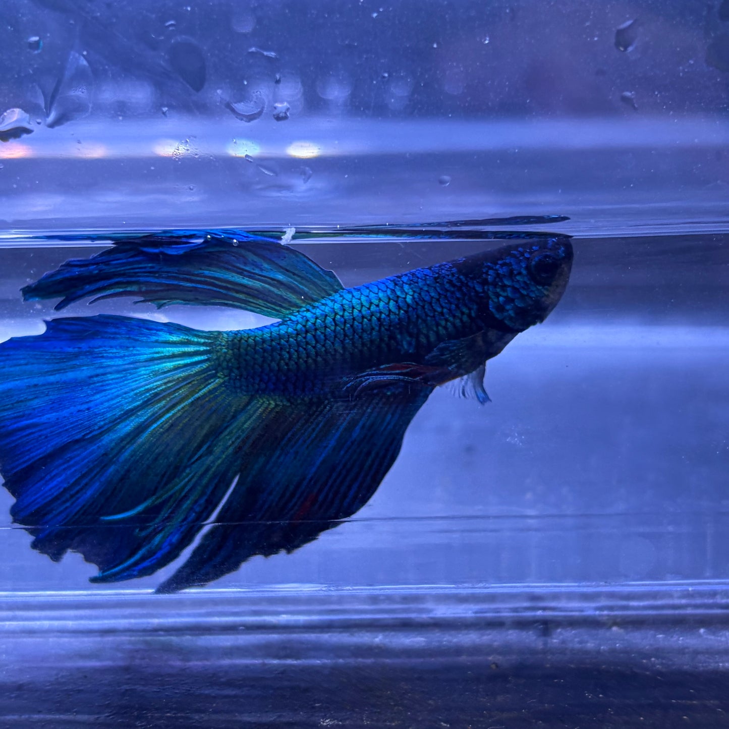 Super Delta Male Betta (Blue) Example Only - Few Available