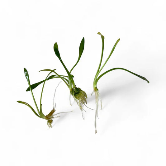 Crypt Parva - 3x Plants