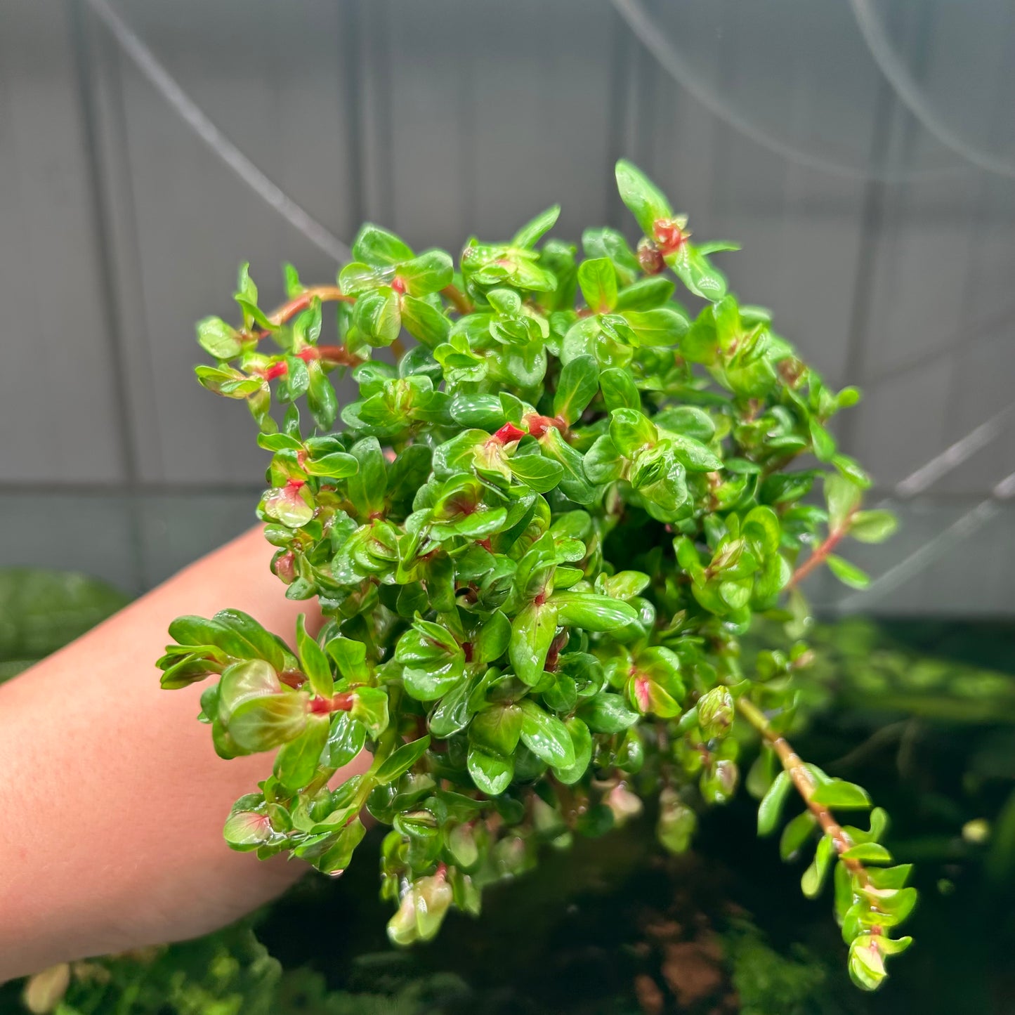 Green Stem Pack - 15x Bunches