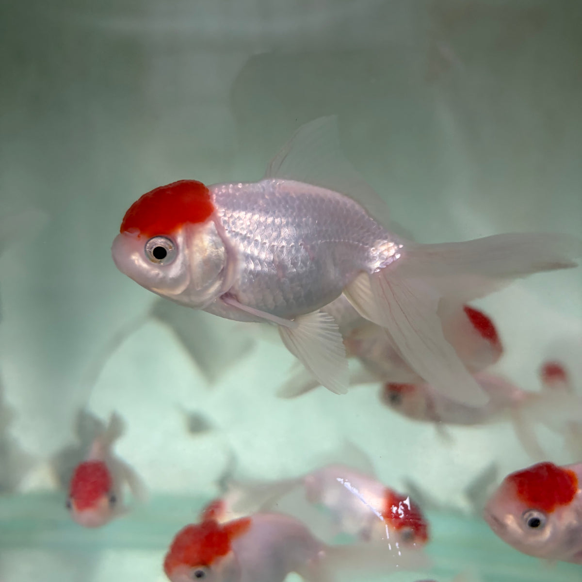 Red Cap Oranda Goldfish 7cm