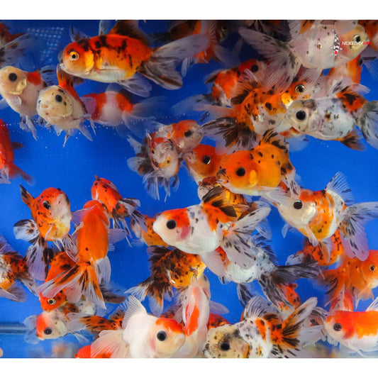 Calico Oranda Goldfish 6.5cm