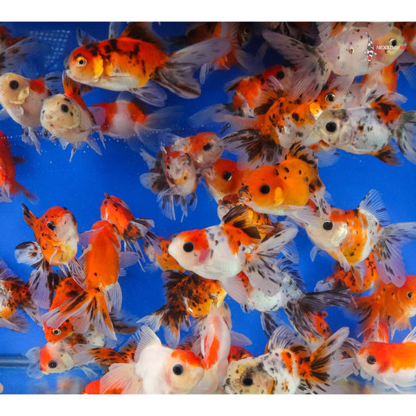 Calico Oranda Goldfish 6.5cm
