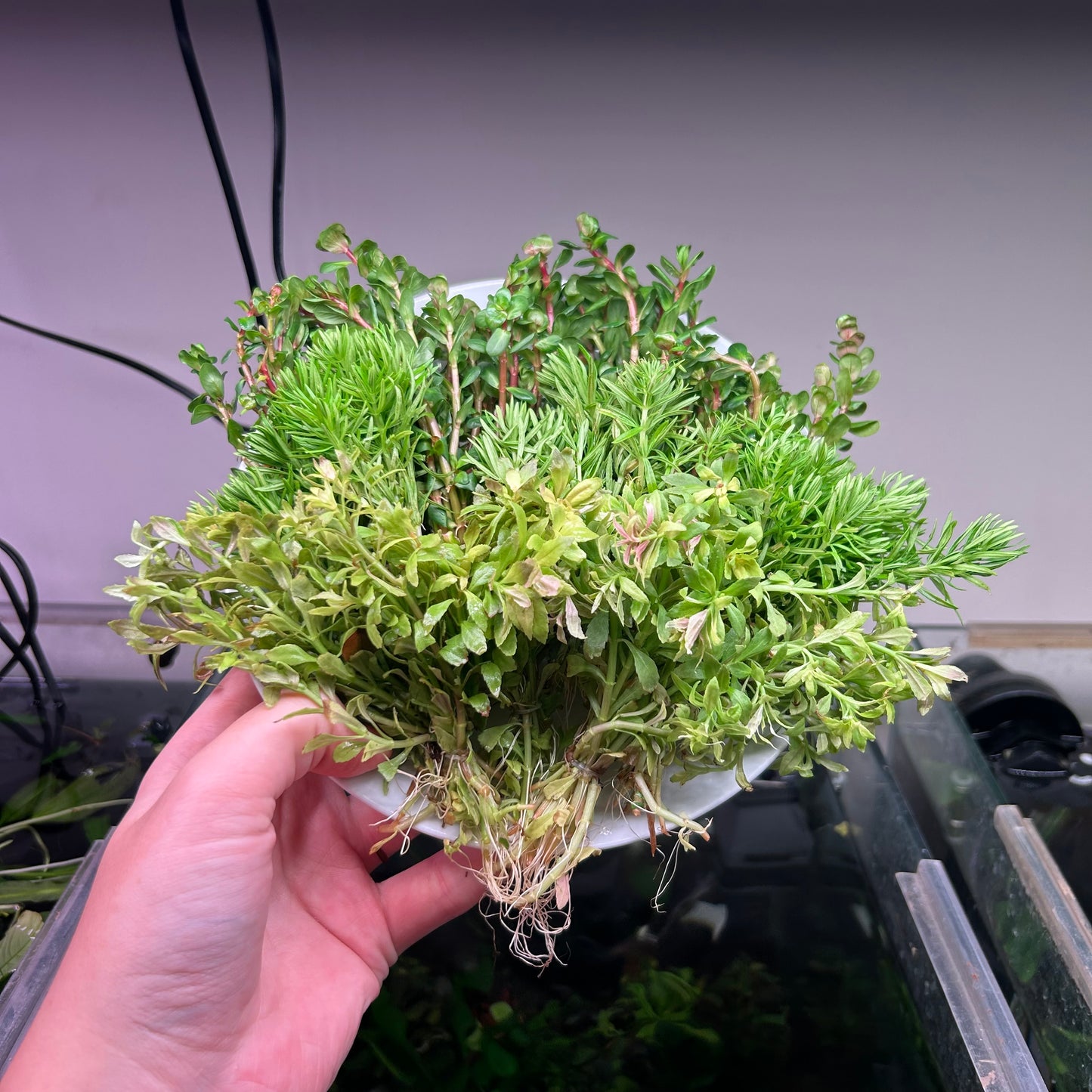 Green Stem Pack - 15x Bunches