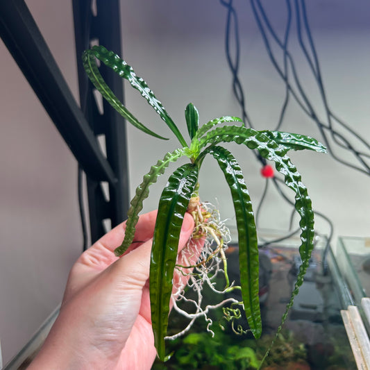 Crinum Natans - RARE