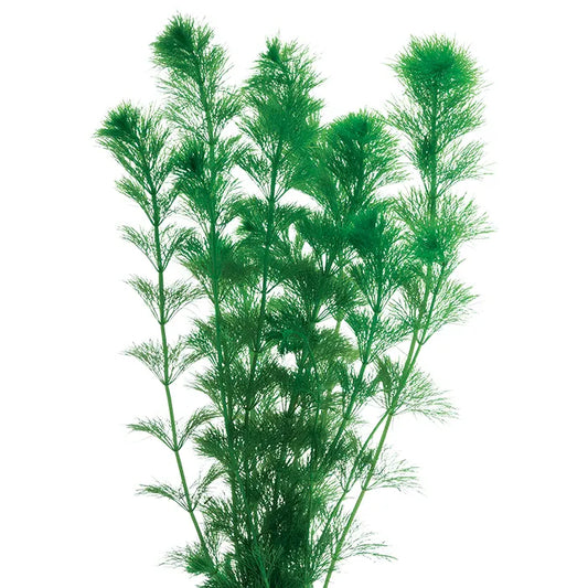 Giant Ambulia Limnophila aquatica