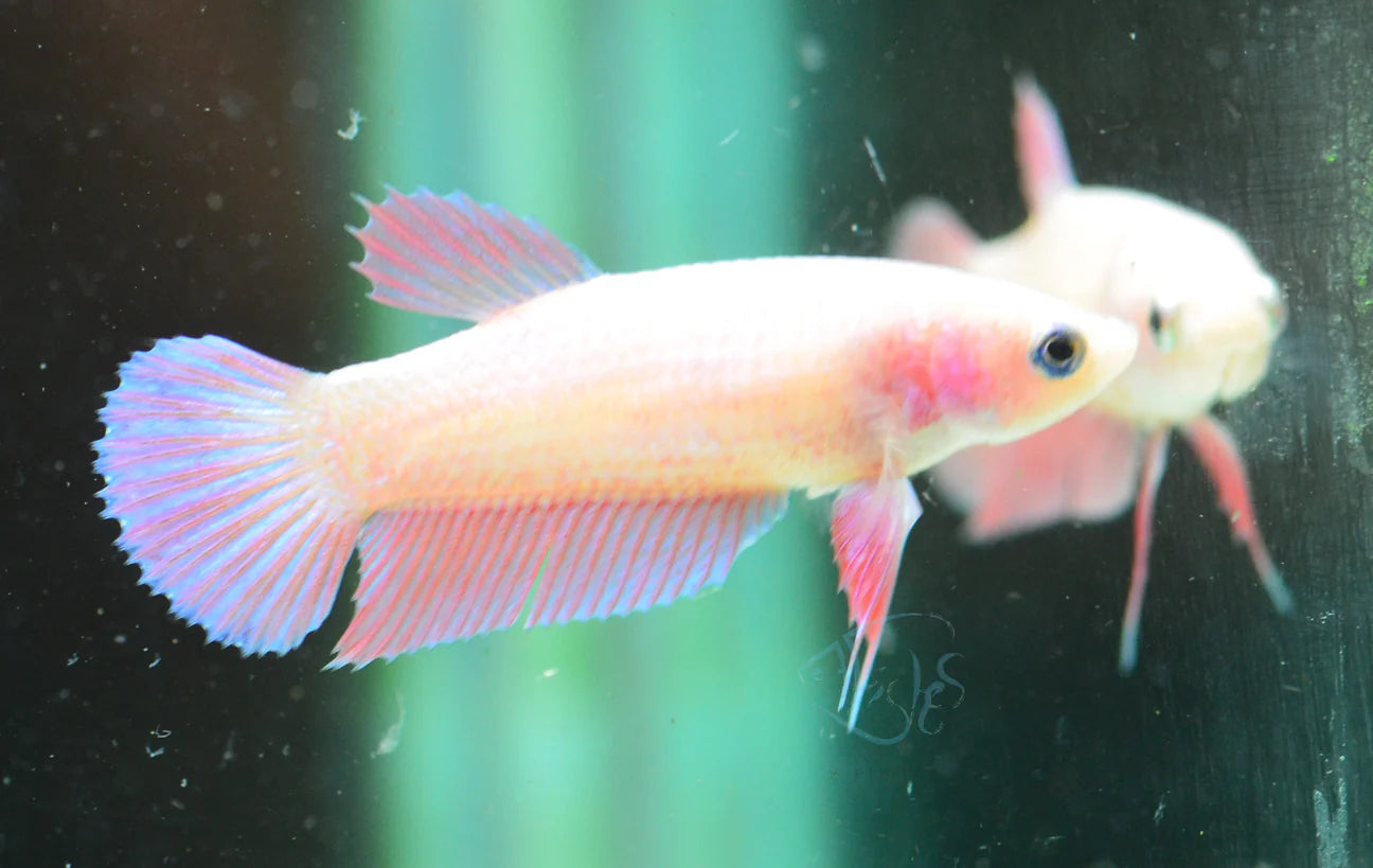 Violet Halfmoon Plakat Female Betta 3-4cm