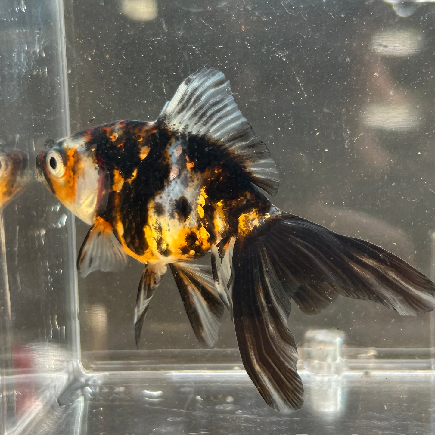 Calico Fantail Goldfish Carassius
auratus 7cm