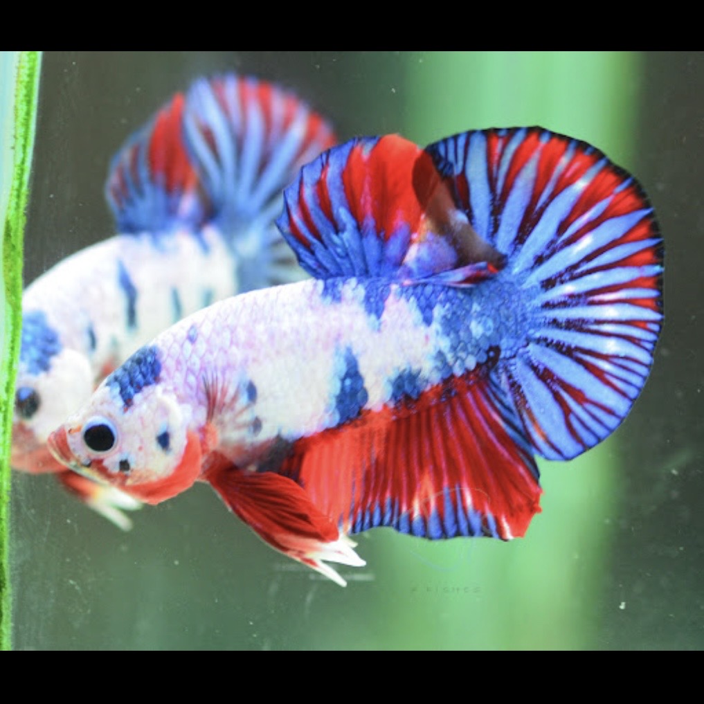 Candy HMPK Male Betta 3cm