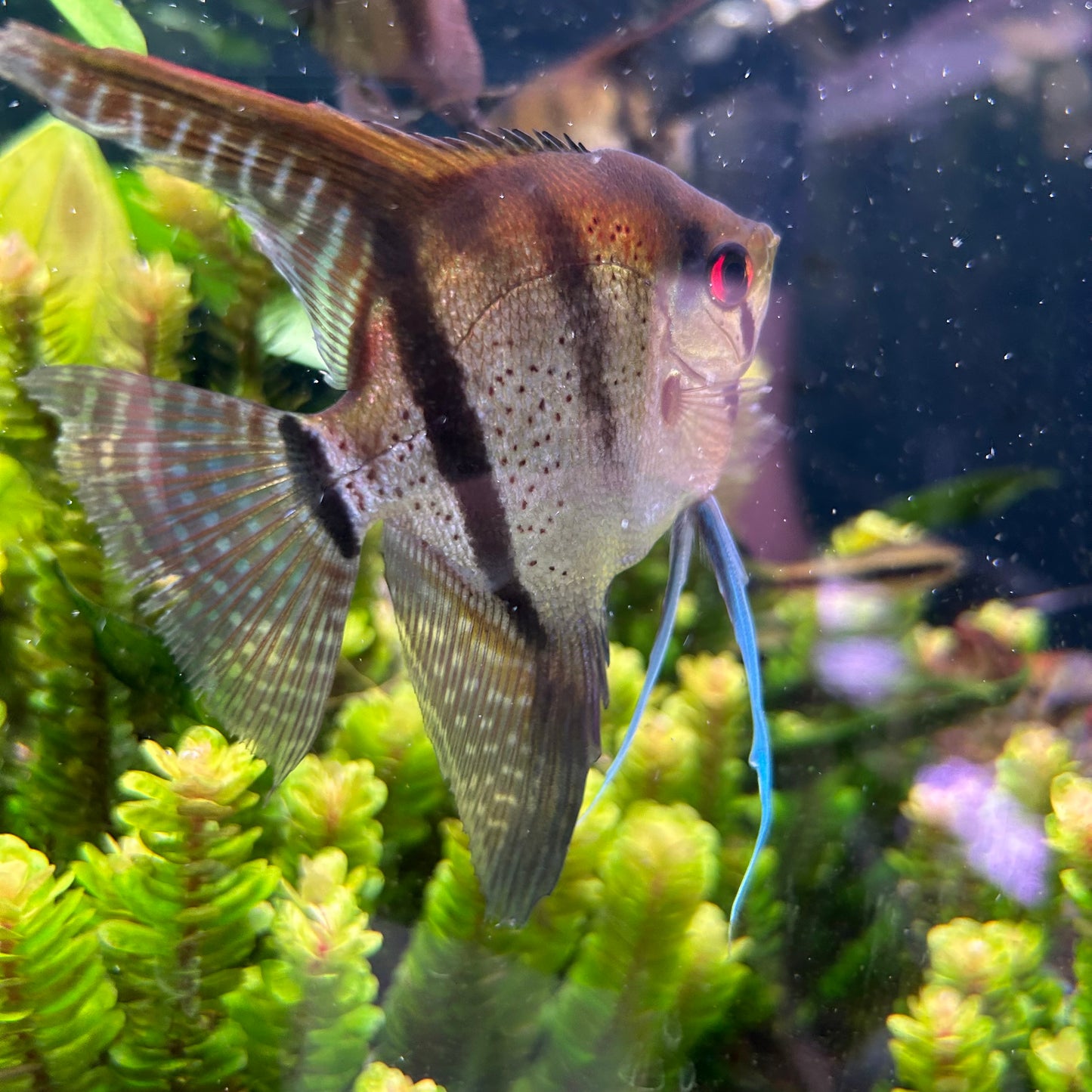 Assorted Angelfish Pterophyllum scalare 7-8cm