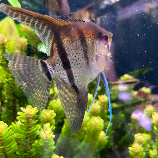 Assorted Angelfish Pterophyllum scalare 7-8cm