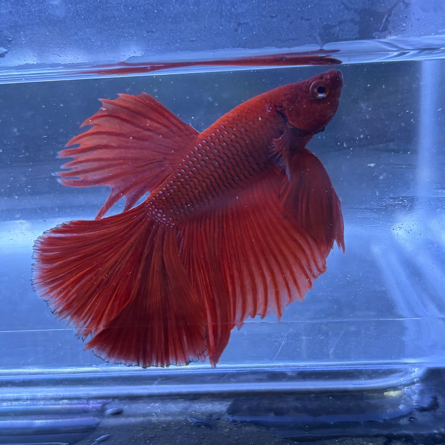Super Delta Male Betta (Red) Example Only - Few Available