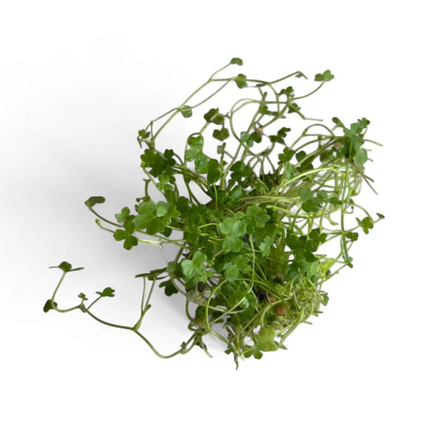 Hydrocotyle tripartita" Nano japan'