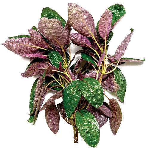 Purple Waffle Hemigraphis colorata (Terrarium Only)