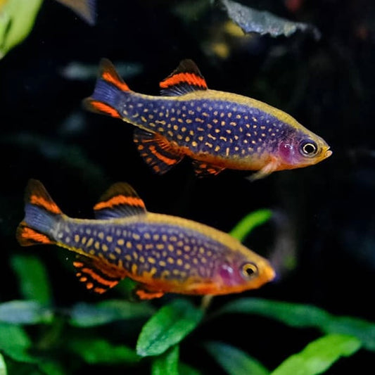 Celestial Pearl Danio 2-2.5cm