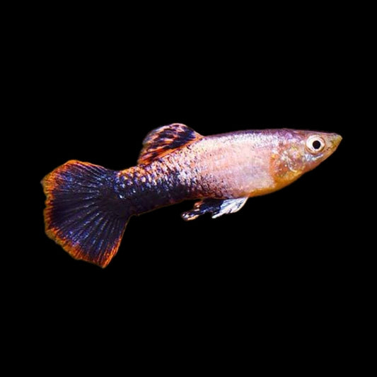 Pink Tuxedo Male Guppy 3cm