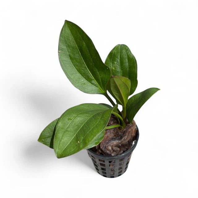 Echinodorus cordifolius Radican Sword