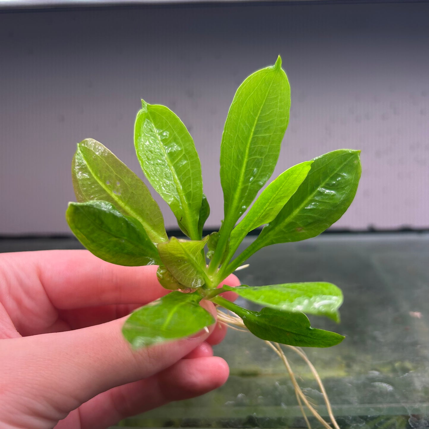 Echinodorus Parviflorus Tropica