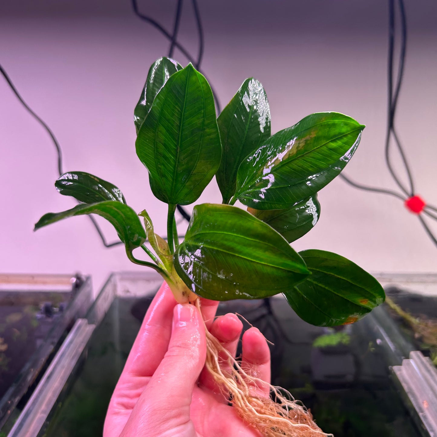 Echinodorus Opacus Verde ★