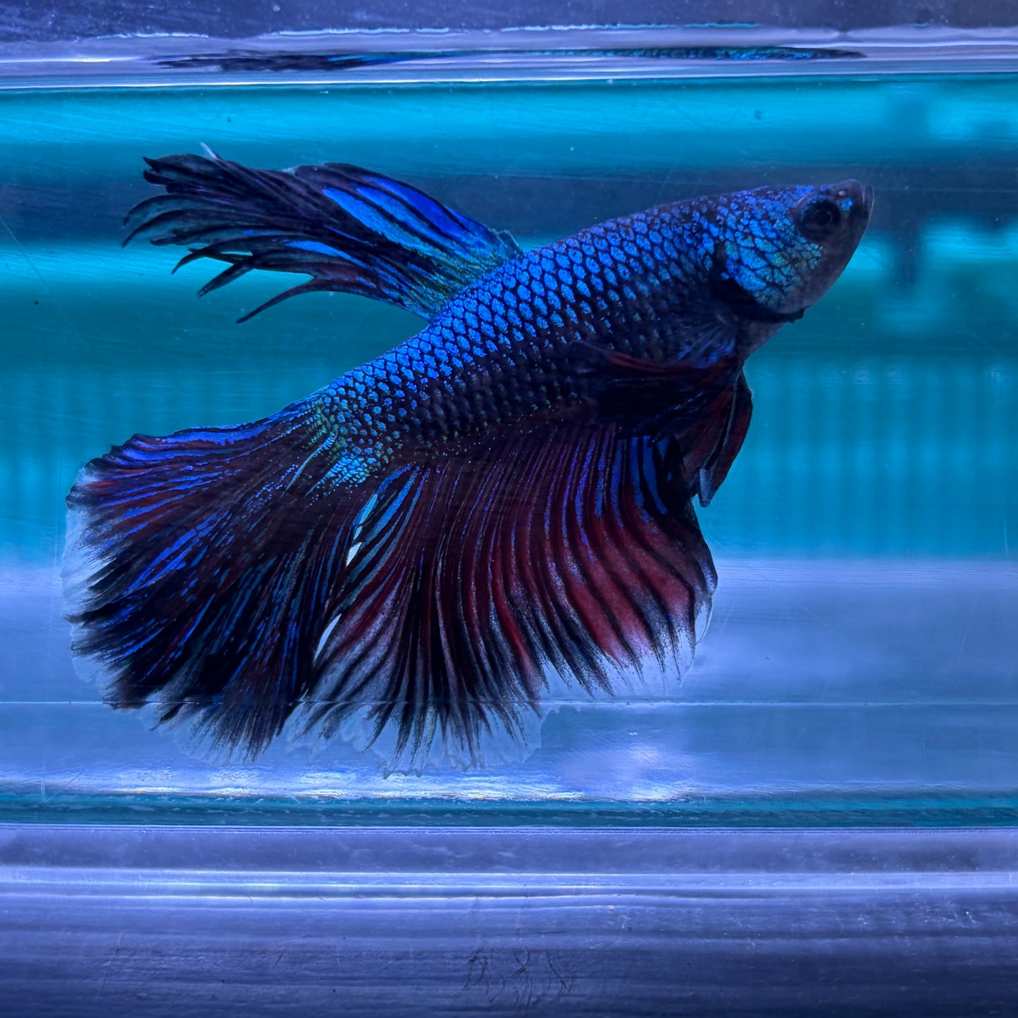 Super Delta Tail Male Betta 3.5cm (C)