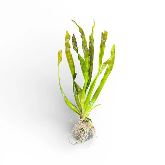 Vallisneria giant jungle