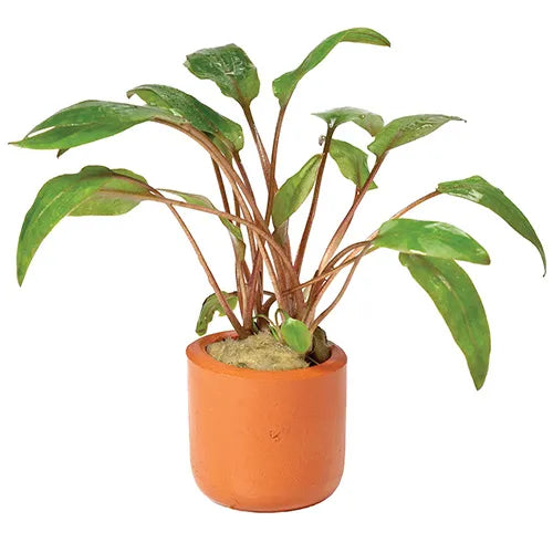 Crypt Undulatus Red - 3cm pot