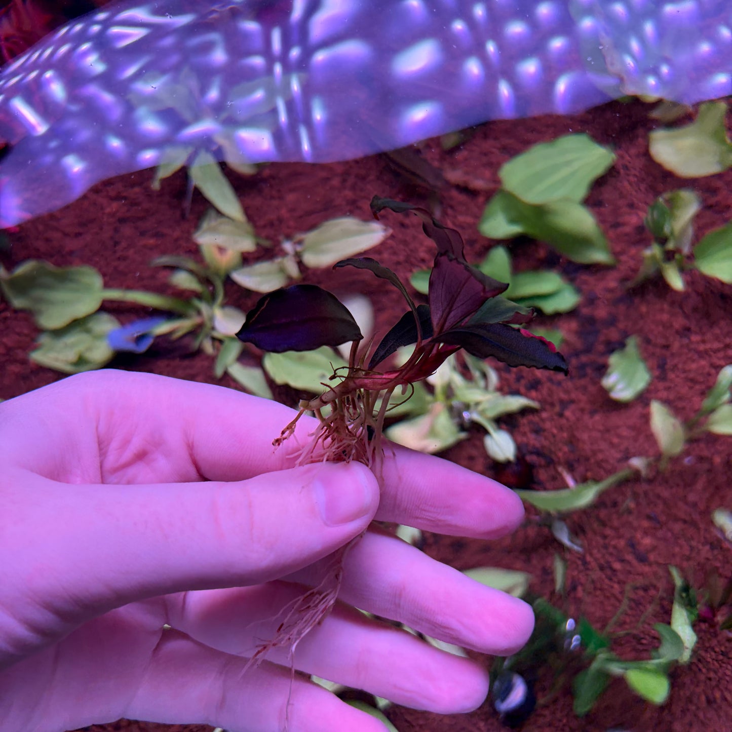 Bucephalandra Devil King
