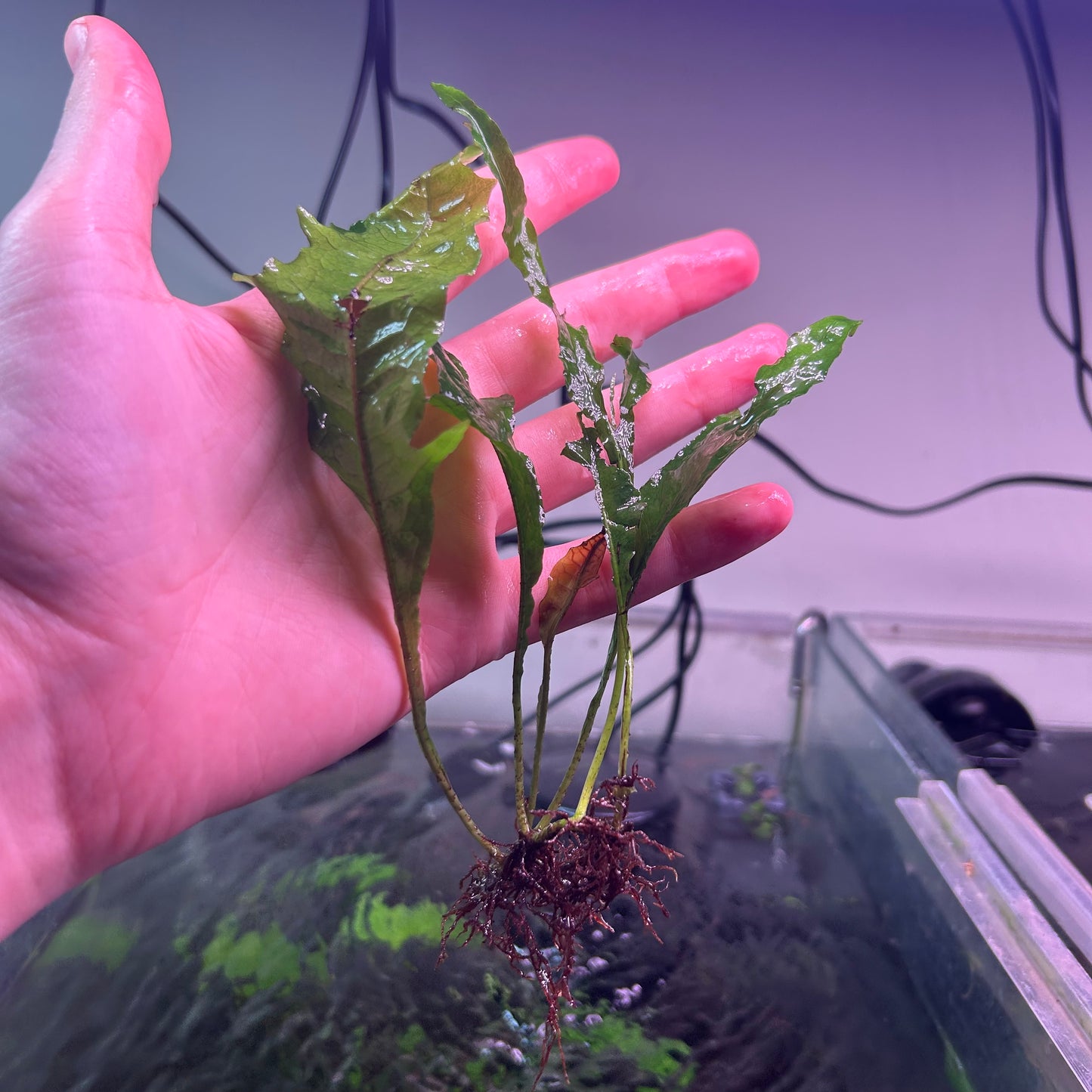 Java Fern ‘Tropica’ - Emersed Grown Super RARE