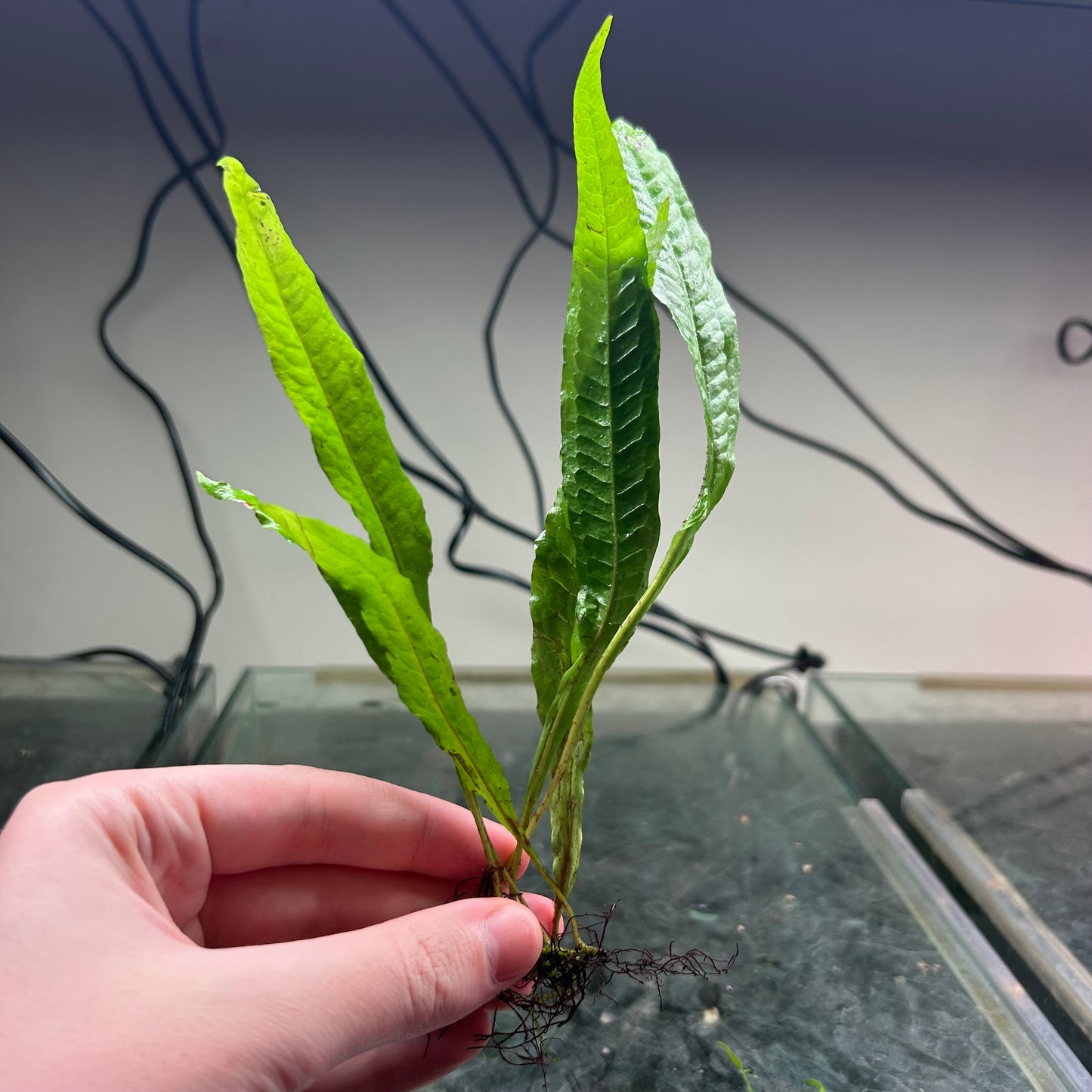 Java fern Microsorum pteropus - Aquarium Fish Tank Aquatic Plant - Medium Emersed Grown