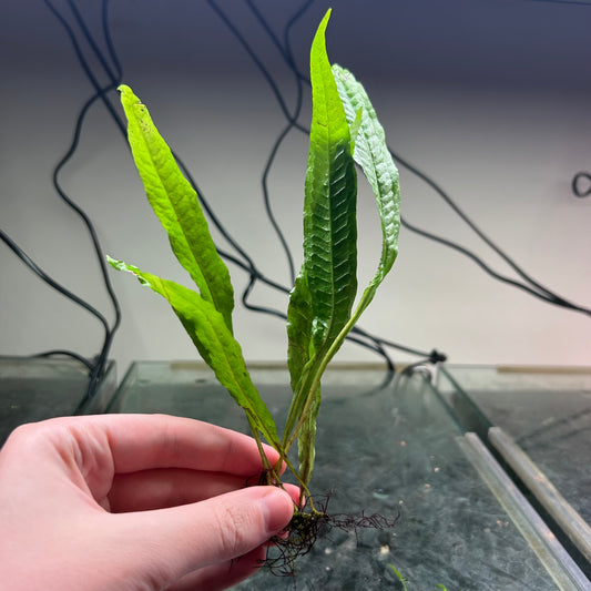 Java fern Microsorum pteropus - Aquarium Fish Tank Aquatic Plant - Medium Emersed Grown