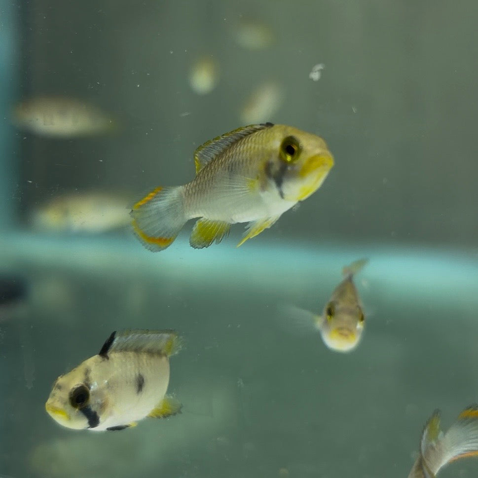 Apistogramma panduro 3.5cm