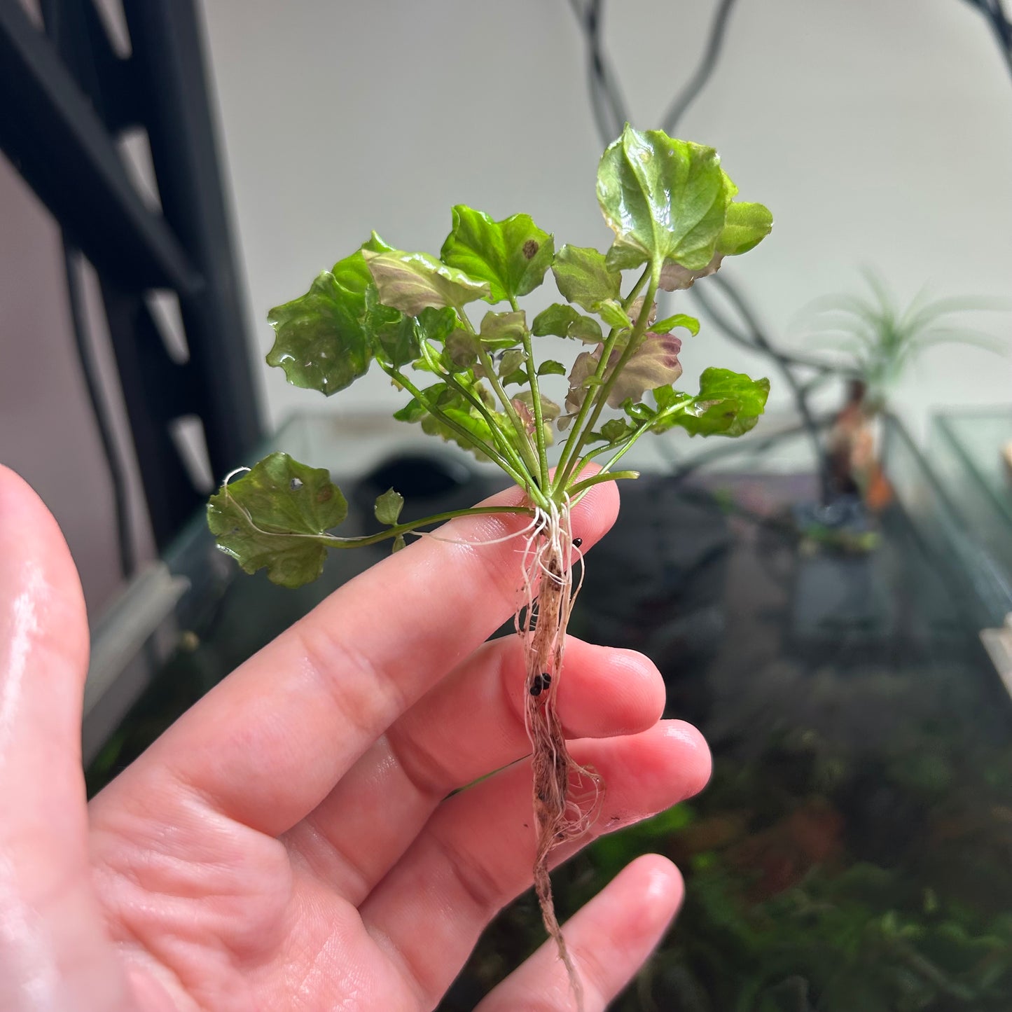 Cardamine Japonica Variegated